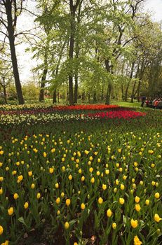 Flowery field of different kinds of flowers in Spring in the exhibition in Keukenhof