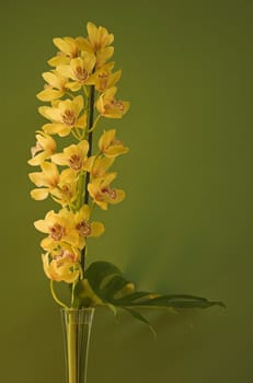 Yellow orchid flowers on a stalk, isolated on green, standing in a vase