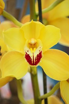 Orchids on exhibition in Holland