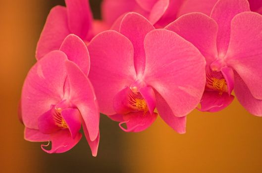 Orchids on exhibition in Holland