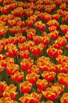 Tulip field in vertical arrangement, shot from above, in Spring