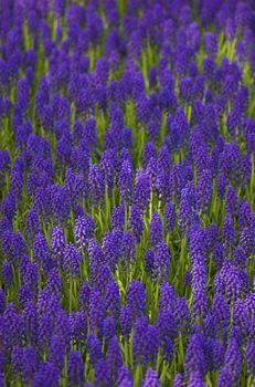 Hyacinth field in vertical arrangement, shot from above, in Spring