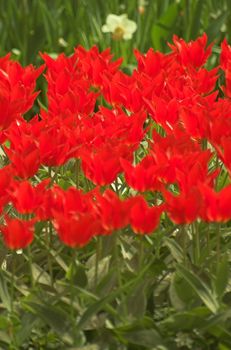 Field of tulips on exhibition in Keukenhof, Holland