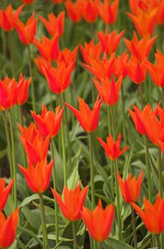 Field of tulips on exhibition in Keukenhof, Holland