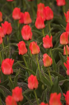 Field of tulips on exhibition in Keukenhof, Holland