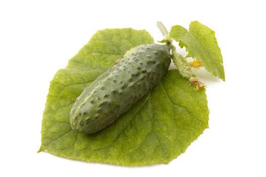 Ripe green cucmber isolated on white background