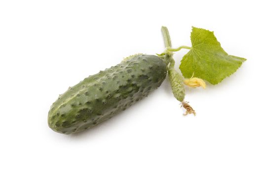 Ripe green cucmber isolated on white background