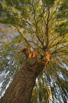 Willow tree taken from underneath, in warm light
