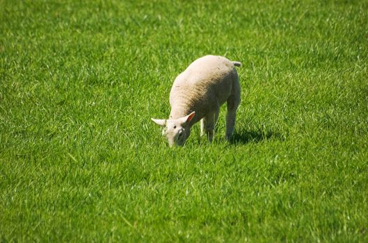 Young lamb grazing in green grass in Spring