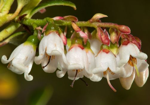 Flowering in the wild cranberries ( Vaccinium vitis-idaea)