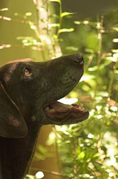 Truffle hunting dog, brown pointer-like mongrel
