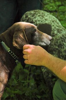 Truffle hunting dog, brown pointer-like mongrel