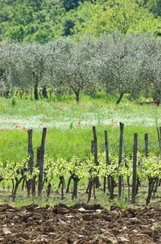 Vineyard in Istria, region of Mirna river