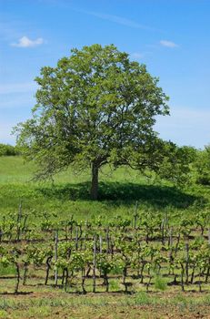 Vineyard in Istria, region of Mirna river