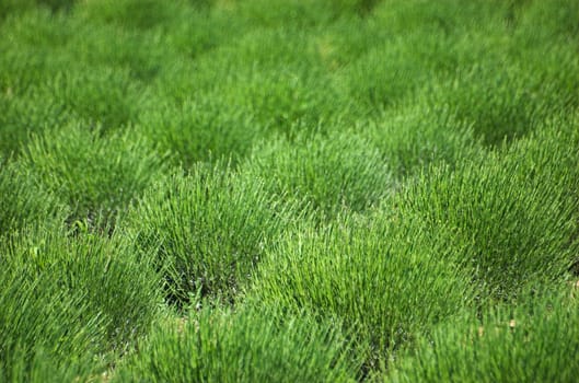 Lavender field in Istria, Croatia, region of Mirna