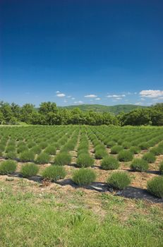 Lavender field in Istria, Croatia, region of Mirna