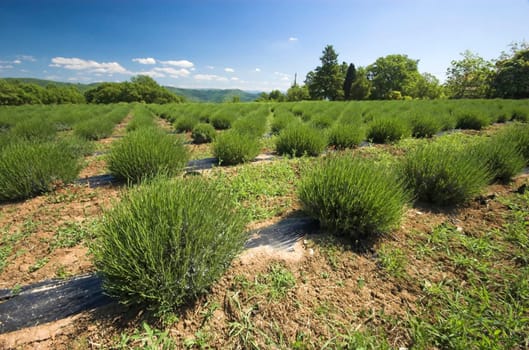 Lavender field in the region of Mirna, Istria