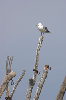 Sea gull sitting on the top of a wooden pole