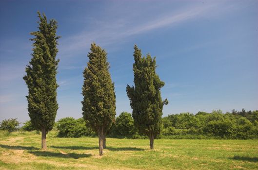 Three cypress trees in the middle of a croatian meadow