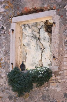 Pigeon sitting in an empty window frame