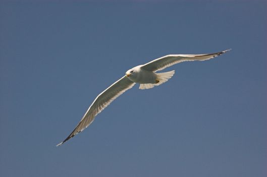 Common gull in croatian blue sky