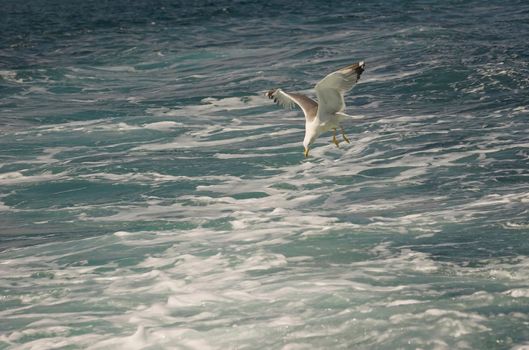Common gull hunting for fish in the sea