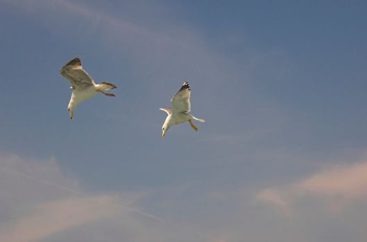 Two common gulls flying in croatian blue sky