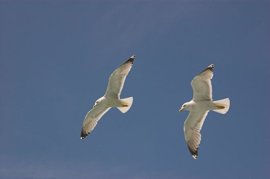 Two common gulls flying in croatian blue sky