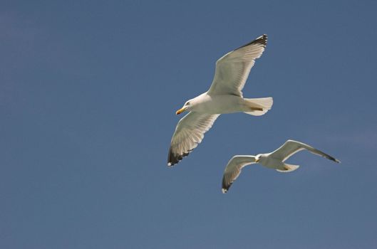 Two common gulls flying in croatian blue sky