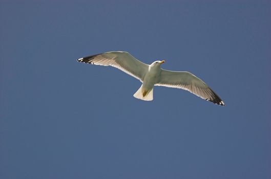 Common gull in croatian blue sky