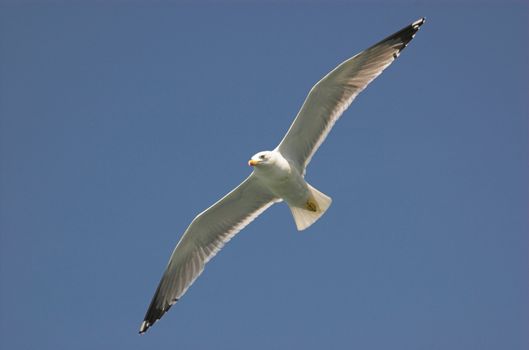 Common gull in croatian blue sky
