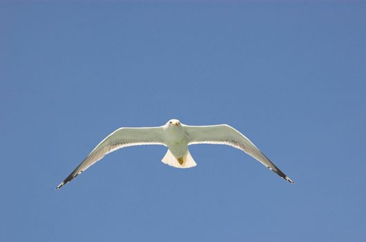 Common white gull in blue sky