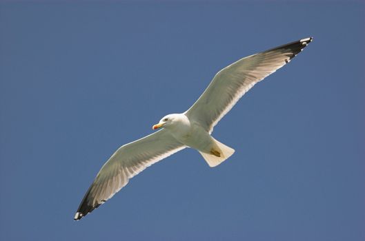 Common gull in croatian blue sky