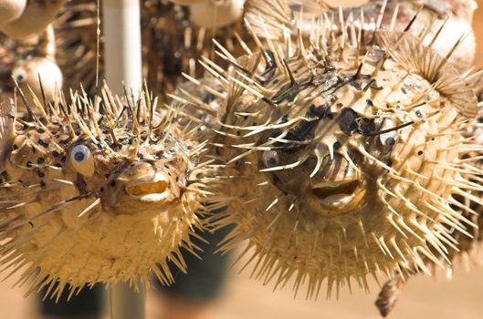 Dead porcupinefish sold as a souvenir in a gift shop in Croatia