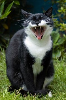 Yawning black and white cat on a green lawn