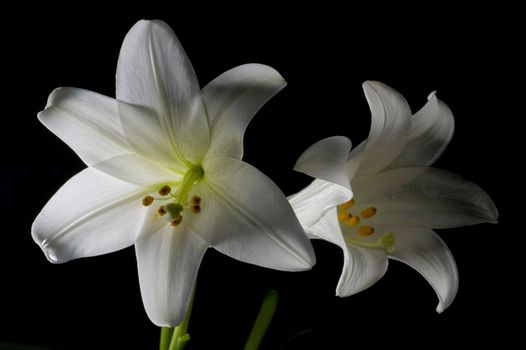 Two white lilies isolated on black background, macro