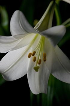 Two white lilies isolated on black background, macro