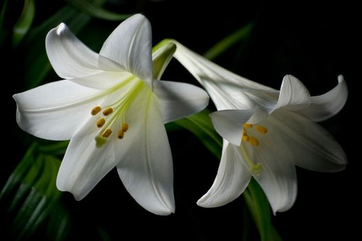 Two white lilies isolated on black background, macro