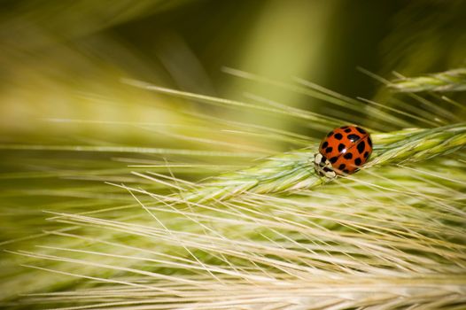 Ladybug on a grass stalk, macro photography