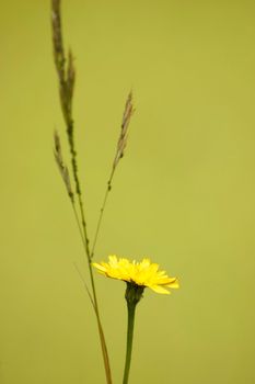 Yellow weed flower isolated on green