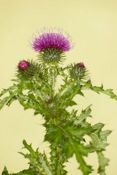 Purple thistle flower with green background, macro