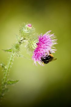 Bumblebee picking nectar from a thistle flower