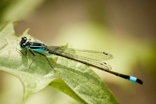 Blue dragonfly sitting on a leaf, macro picture