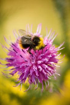 Bumblebee picking nectar from a thistle flower