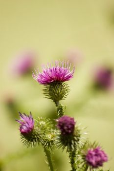 Purple thistle flower with green background, macro