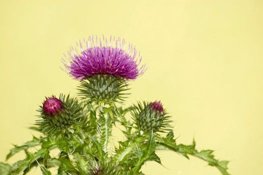 Purple thistle flower isolated on light green