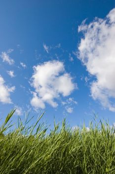 Blue sunny summer sky covered with clouds over green grass