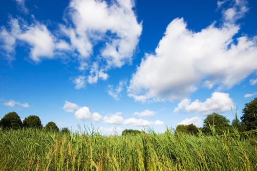 Blue sunny summer sky covered with clouds over green grass