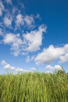 Blue sunny summer sky covered with clouds over green grass