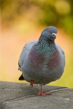 Feral rock pigeon resting on a stone wall